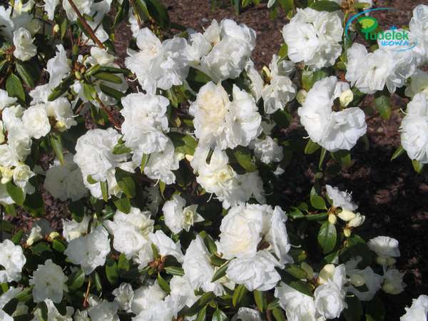 Rhododendron April Gem